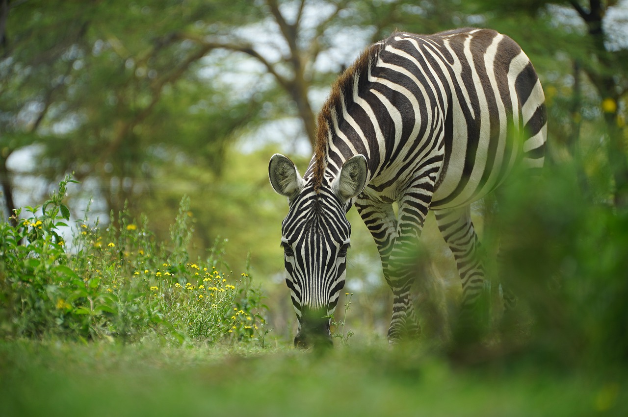 Gate Barrier in Kenya